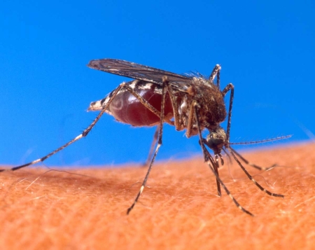 Help Supply a Mosquito Net and Save a Life! Help Supply a Mosquito Net and Save a Life!