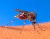 Help Supply a Mosquito Net and Save a Life!