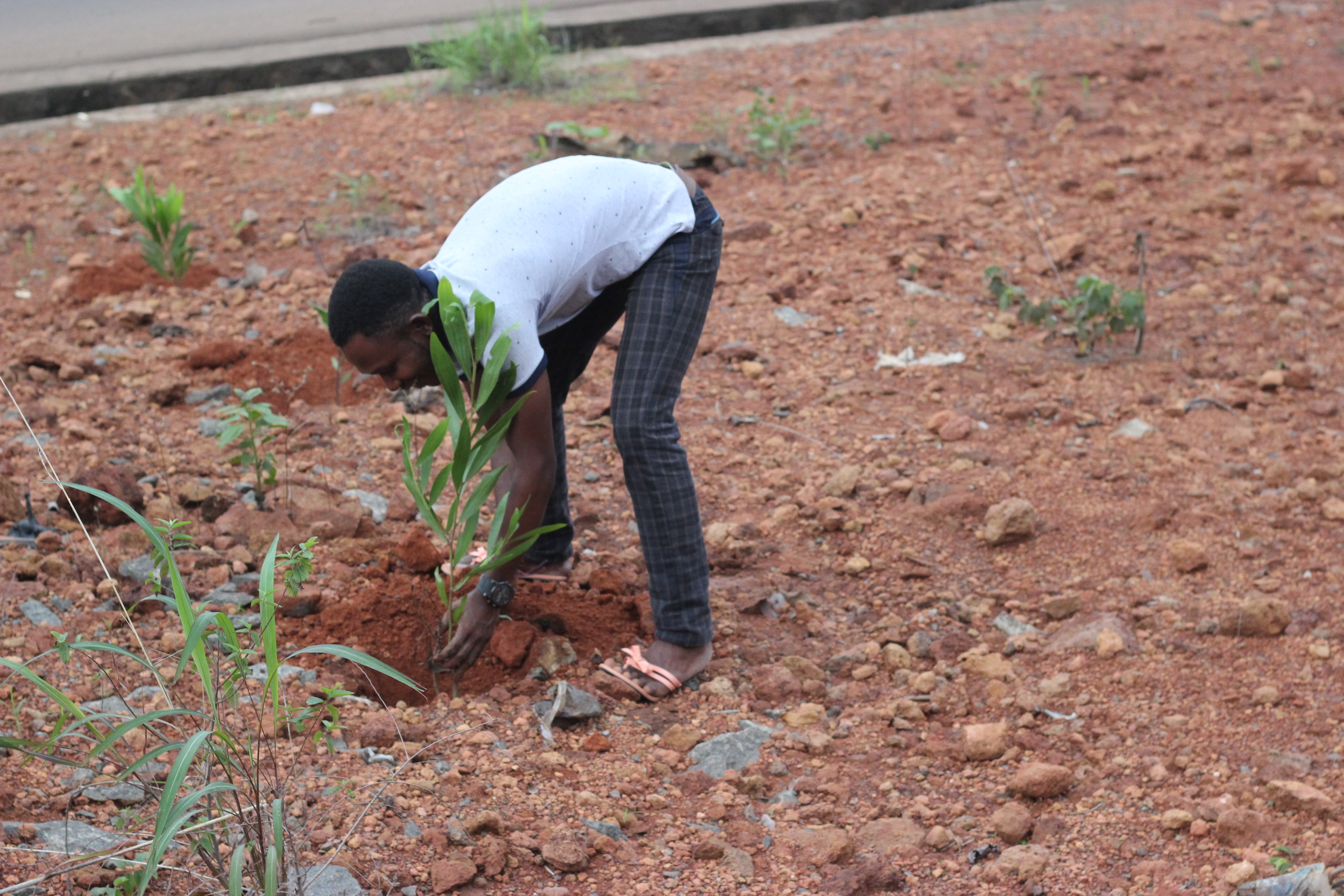 Man planting trees 